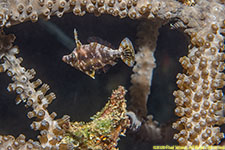 filefish